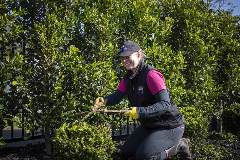 Hedge trimming in progress, with a smile